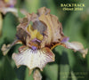 A close-up of a brown and white Standard Dwarf Bearded Iris 'Backtrack' by Hugh Stout Jr. at 'Stout Gardens at Dancingtree'.