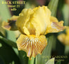 Yellow Standard Dwarf Bearded iris with brown stripes 'BACK STREET' by Hugh Stout Jr. at 'STOUT GARDENS at Dancingtree'.