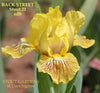 Yellow Standard Dwarf Bearded iris with brown stripes 'BACK STREET' by Hugh Stout Jr. at 'STOUT GARDENS at Dancingtree'.