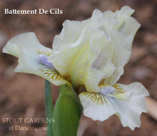 A White Standard Dwarf Bearded iris with yellow accents 'Battement De Cils' at 'Stout Gardens at Dancingtree'.