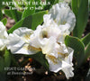 A top view of a White Standard Dwarf Bearded iris with yellow accents 'Battement De Cils' at 'Stout Gardens at Dancingtree'.