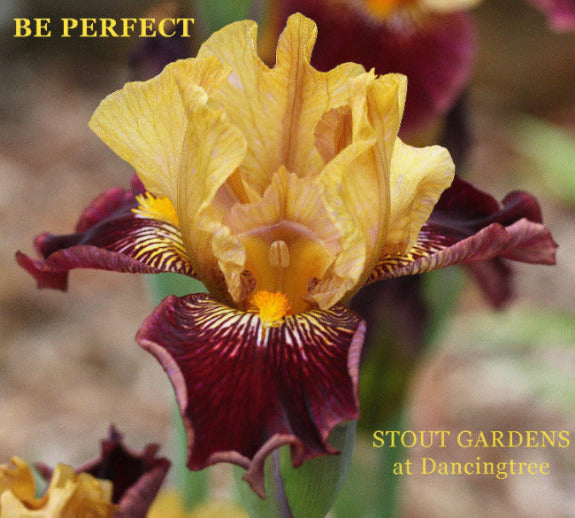 Iris Be Perfect