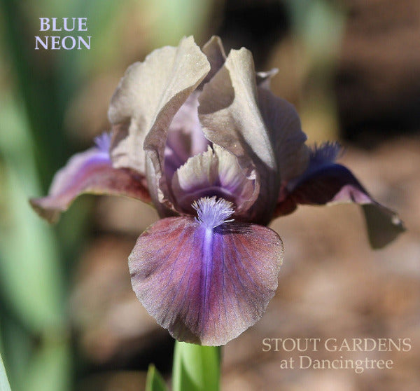 A purple and gray standard dwarf bearded iris 'Blue Neon' at 'Stout Gardens at Dancingtree'.