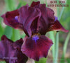 Red and purple standard dwarf bearded iris 'Boil Toil and Trouble' at 'Stout Gardens at Dancingtree'