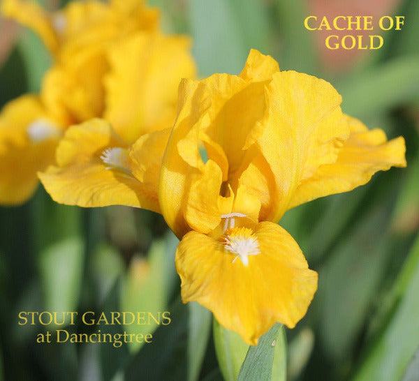 Yellow standard dwarf bearded iris 'Cache of Gold' growing at 'Stout Gardens at Dancingtree'.