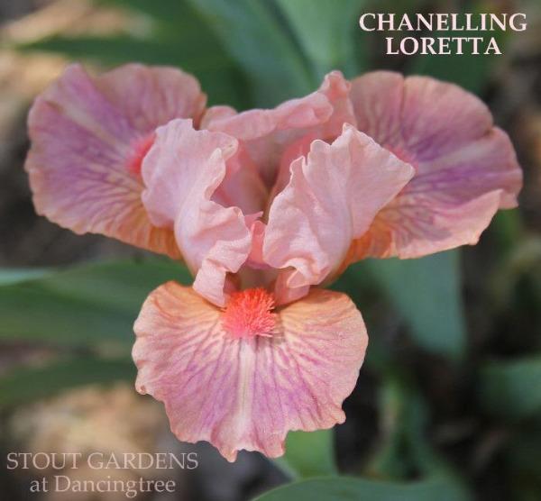 A pink standard dwarf bearded iris 'CHANELLING LORETTA' from 'Stout Gardens at Dancing Tree'.