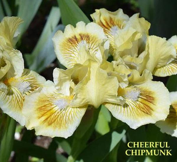 Yellow standard dwarf bearded iris with brown spot 'Cheerful Chipmunk' growing at 'Stout Gardens at Dancingtree'.