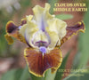 Standard dwarf bearded iris with brown and white petals 'Clouds Over Middle Earth' at 'Stout Gardens at Dancingtree'.