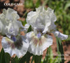 White standard dwarf bearded iris with purple spot 'Cold Case' by Hugh Stout Jr. in the garden at 'Stout Gardens at Dancingtree'.