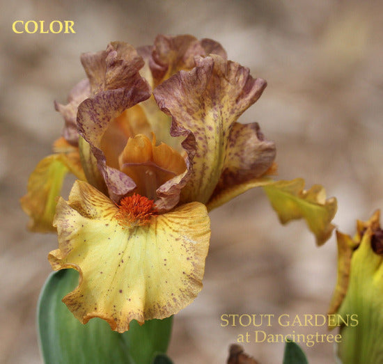 Yellow and purple plicata standard dwarf bearded iris 'Color' at 'Stout Gardens at Dancing Tree'.