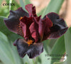 Photo of 'Coven' by Hugh Stout Jr. a standard dwarf bearded Iris flower with dark rosewood red falls and lighter rose red standards available at 'Stout Gardens at Dancingtree'.
