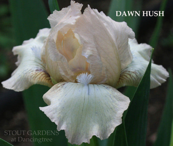 Standard dwarf bearded iris 'Dawn Hush', pink and white with purple veining available at 'Stout Gardens at Dancingtree'.