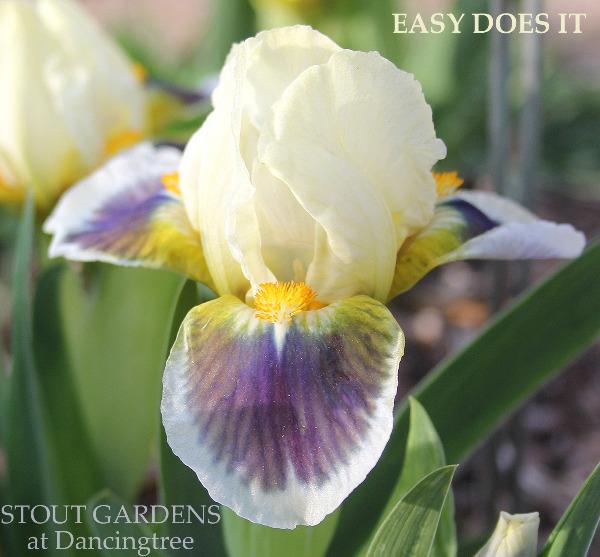 A close-up image of a white and gunmetal blue Iris flower, 'Easy Does It' from 'Stout Gardens at Dancing Tree'.