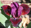 Red-violet, near black Standard Dwarf Bearded iris 'Elron's Cloak' at 'Stout Gardens at Dancingtree'.