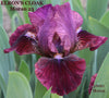 Red-violet, near black Standard Dwarf Bearded iris 'Elron's Cloak' at 'Stout Gardens at Dancingtree'.