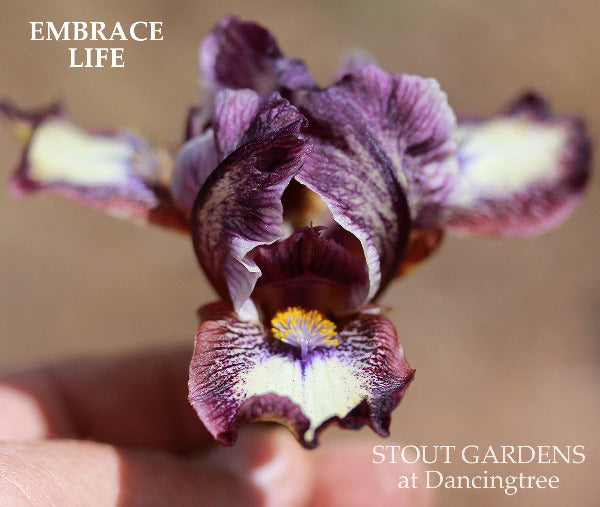 Standard dwarf bearded iris 'Embrace Life', white with red-purple plicata pattern in the garden at 'Stout Gardens at Dancingtree'.