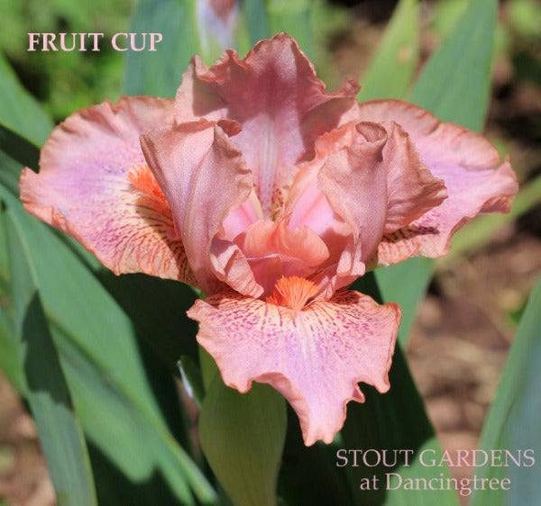 Pink standard dwarf bearded iris flower 'Fruit Cup' at 'Stout Gardens at Dancingtree'.