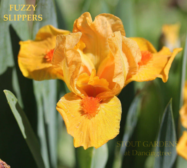 Yellow miniature dwarf bearded iris flower with orange beard 'Fuzzy Slippers' from 'Stout Gardens at Dancingtree'.