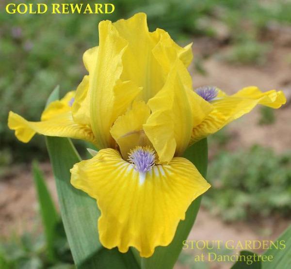 Yellow standard dwarf bearded iris flower 'Gold Reward' at 'Stout Gardens at Dancingtree'.