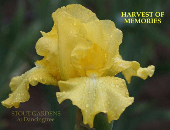 Yellow tall  bearded iris flower with water droplets 'Harvest of Memories' shown at 'Stout Gardens At Dancingtree'.