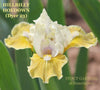 White and yellow standard dwarf bearded iris 'Hillbilly Hoedown' growing at 'Stout Gardens at Dancingtree'.
