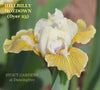 White and yellow standard dwarf bearded iris 'Hillbilly Hoedown' growing at 'Stout Gardens at Dancingtree'.