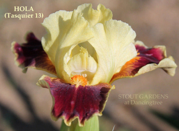 An image of a standard dwarf bearded iris flower 'Hola' with light yellow and purple petals growing in the gardens at 'Stout Gardens at Dancingtree'.