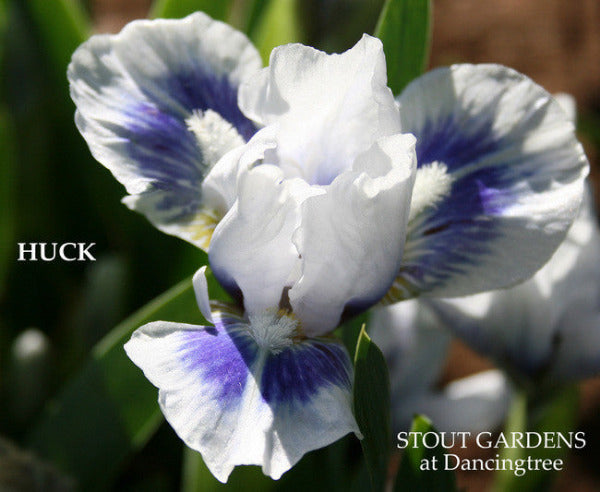 White and blue standard dwarf bearded iris flower 'HUCK' at 'STOUT GARDENS at Dancingtree'.