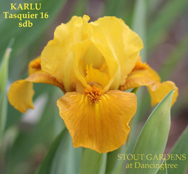 Yellow and gold standard dwarf bearded iris 'Karlu' at 'Stout Gardens at Dancingtree'.