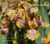 Clump of a yellow and purple standard dwarf bearded iris, 'Kewlopolis' by Hugh Stout Jr., in the garden at 'Stout Gardens at Dancingtree'