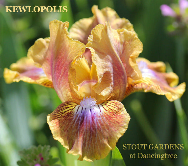 Yellow and purple standard dwarf bearded iris, 'Kewlopolis' by Hugh Stout Jr., in the garden at 'Stout Gardens at Dancingtree'.