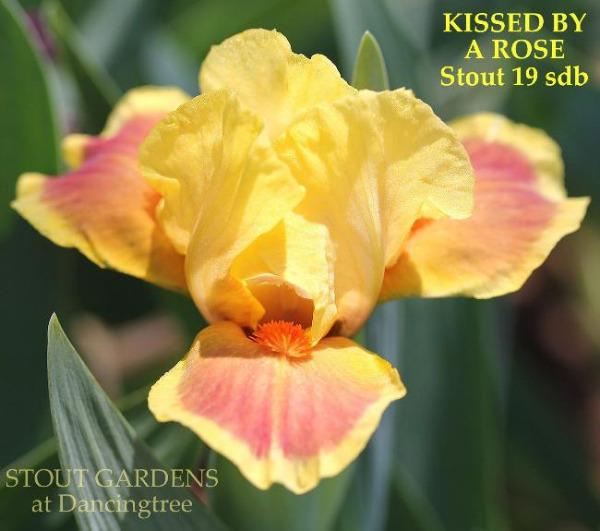 Yellow and pink standard dwarf bearded iris flower, 'Kissed by a Rose', available at 'Stout Gardens at Dancingtree'.