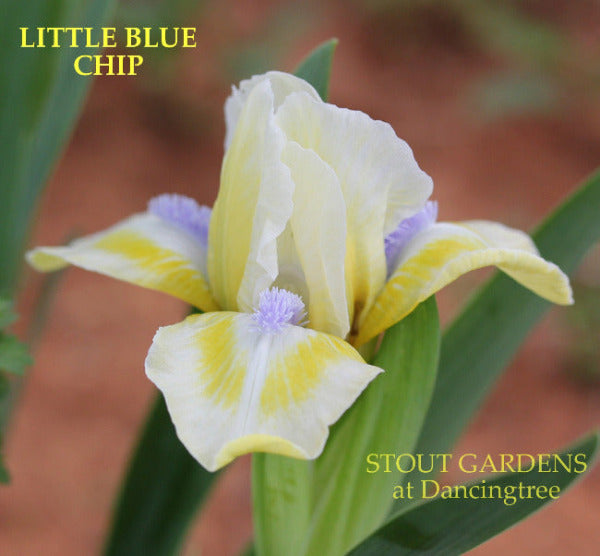 Yellow and white Iris flower, 'Little Blue Chip', at 'Stout Gardens at Dancingtree'.