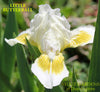 White and yellow standard dwarf bearded iris flower, 'Little Butterball', in the garden at 'Stout Gardens at Dancingtree'.