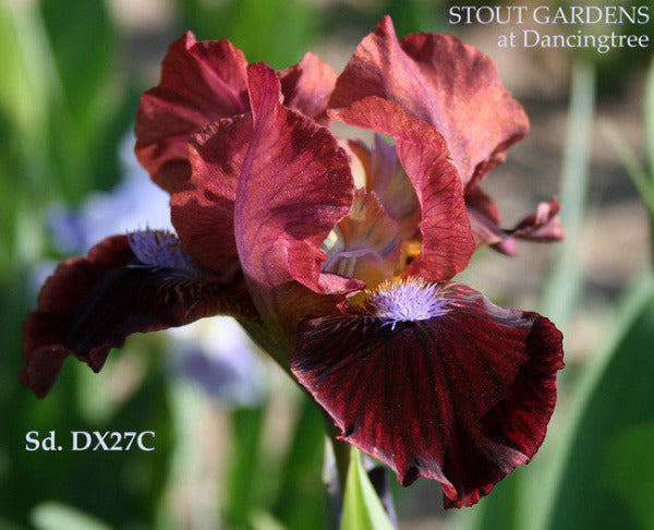 Red standard dwarf bearded iris flower, 'Love Bites', by Hugh Stout Jr. growing at 'Stout Gardens at Dancingtree'.