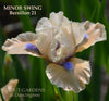 Beige and pink standard dwarf bearded Iris flower, 'Minor Swing' available at 'Stout Gardens at Dancingtree'.