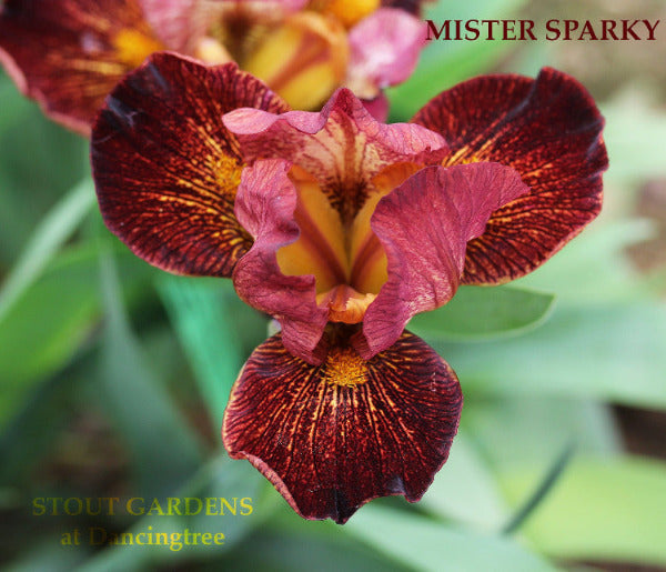 Close-up of a vibrant red and yellow standard dwarf bearded iris, 'Mister Sparky' by Hugh Stout Jr. growing at 'Stout Gardens at Dancingtree'.