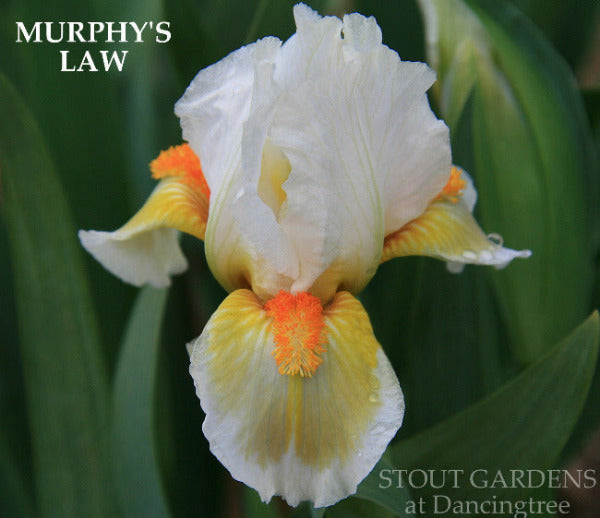 White and yellow standard dwarf bearded iris, 'Murphy's Law', in the gardens at 'Stout Gardens'. 