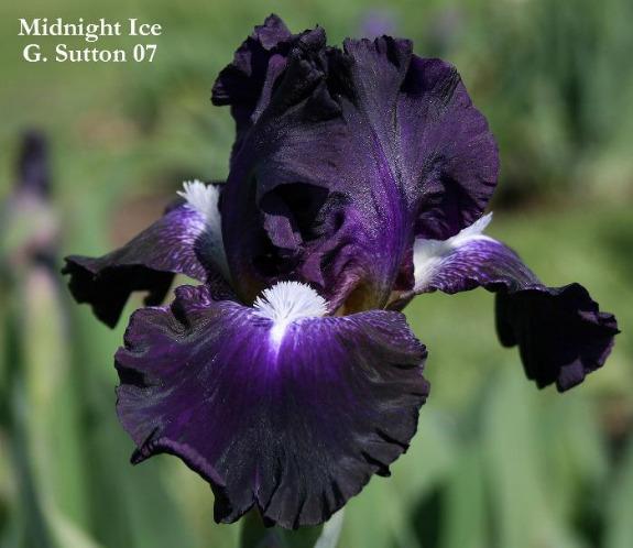 A dark blue intermediate bearded Iris flower with white beards, named 'Midnight Ice' at 'Stout Gardens At Dancingtree'.