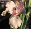 Pink standard dwarf bearded iris flower, 'Nymph's Shell' available at 'Stout Gardens at Dancingtree'.