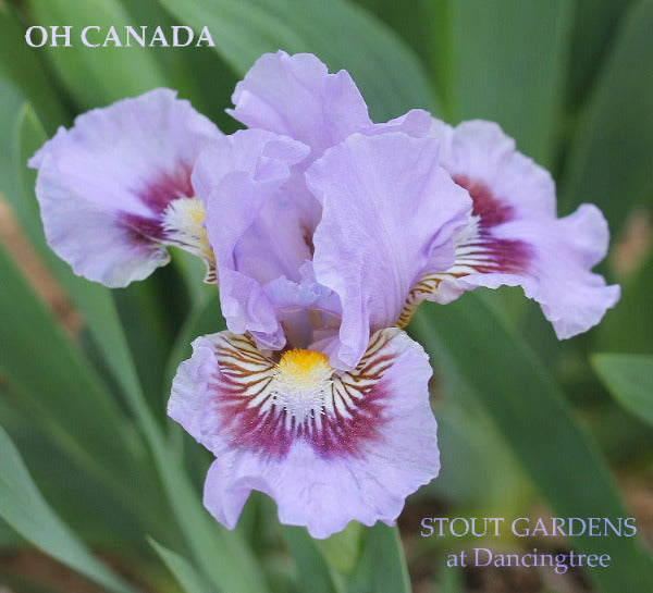 Purple and white standard dwarf bearded iris flower, 'OH CANADA', at 'Stout Gardens at Dancingtree'.