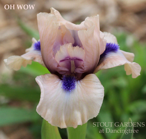  Pink standard Dwarf Bearded iris with blue beards, 'Oh Wow', available at 'Stout Gardens at Dancingtree'.