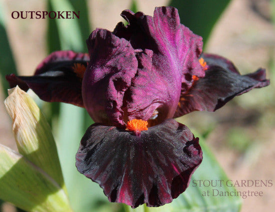 Dark purple standard dwarf bearded iris flower, 'Outspoken' at 'Stout Gardens at Dancingtree'.