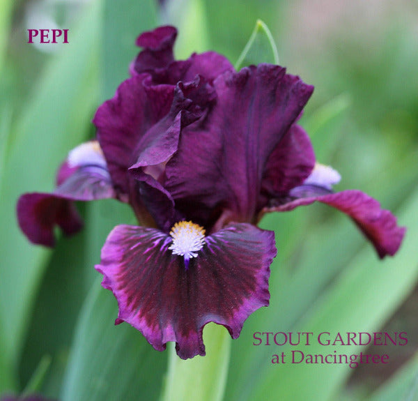 Purple standard dwarf beaded iris flower, 'PEPI' in the garden 'Stout Gardens at Dancingtree'.