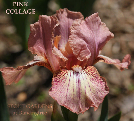 Pink plicata intermediate dwarf bearded iris flower, 'Pink Collage' in the garden at 'Stout Gardens at Dancingtree'.