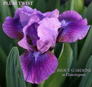 A close-up image of a purple standard dwarf bearded Iris 'Plum Twist', with blue markings, available at 'Stout Gardens at Dancingtree'.