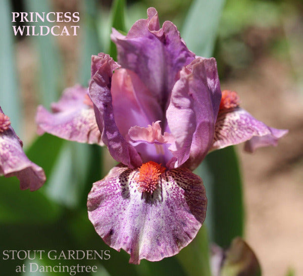 Purple plicata standard dwarf bearded iris flower, 'Princess Wildcat' available at 'Stout Gardens at Dancingtree'.