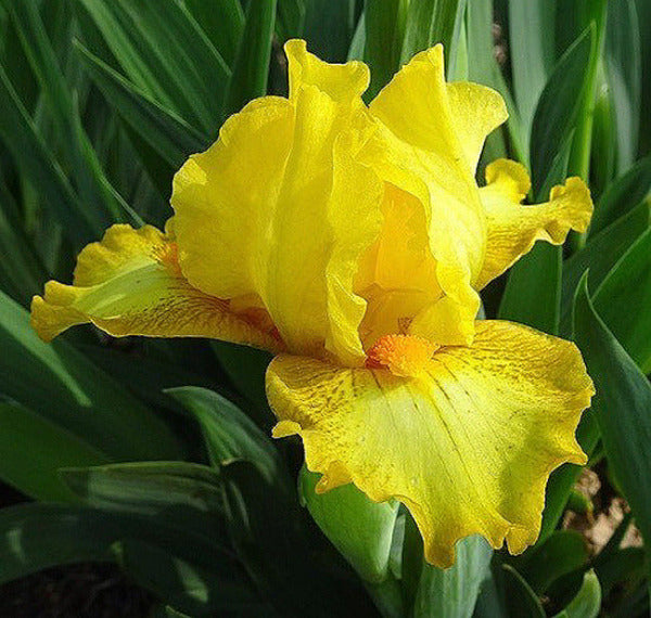 Yellow and brown plicata standard dwarf bearded iris, 'Quarter Moon', in the garden at 'Stout Gardens at Dancingtree'.