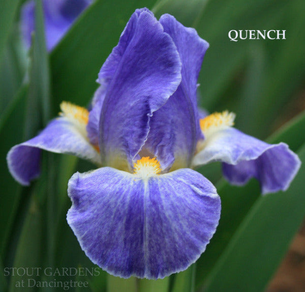 Close-up of a purple and white luminata standard dwarf bearded iris flower, 'Quench', at 'Stout Gardens at Dancingtree'.