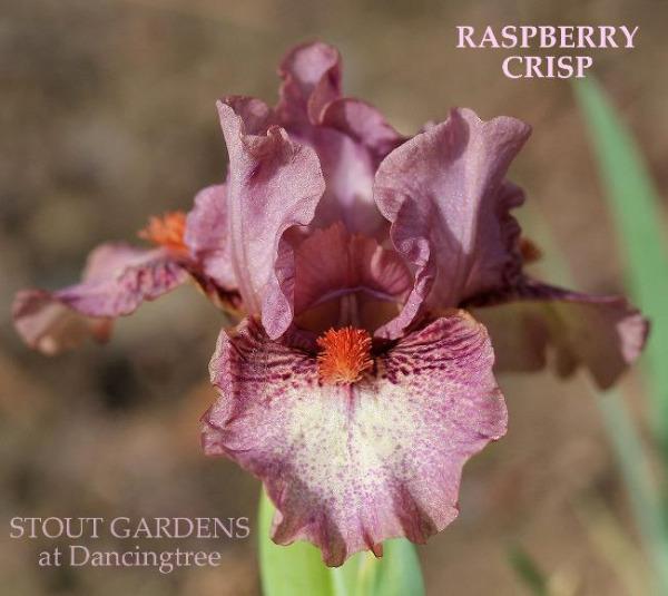A close-up image of a purple and white plicata standard dwarf bearded iris flower, 'Raspberry Crisp' available at 'Stout Gardens.